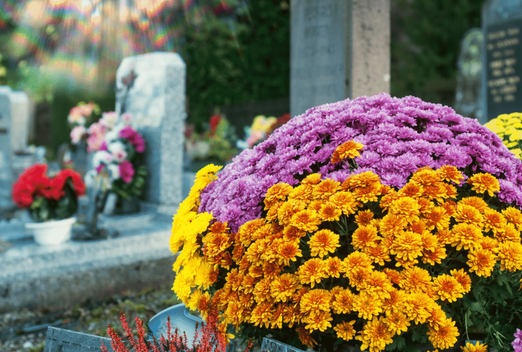 Quand mettre des chrysanthèmes au cimetière ?