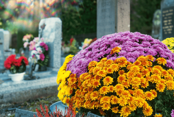 Quand mettre des chrysanthèmes au cimetière ?