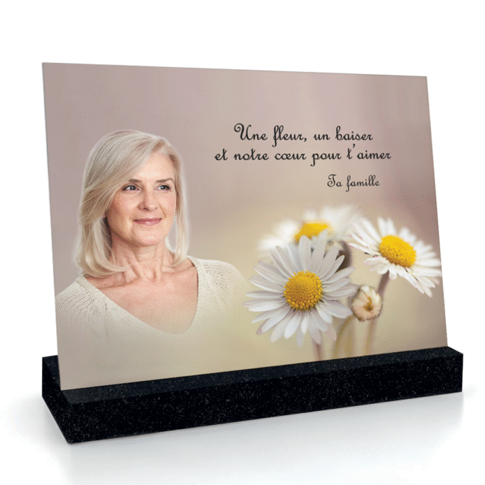 Bellis perennis (Pâquerettes)